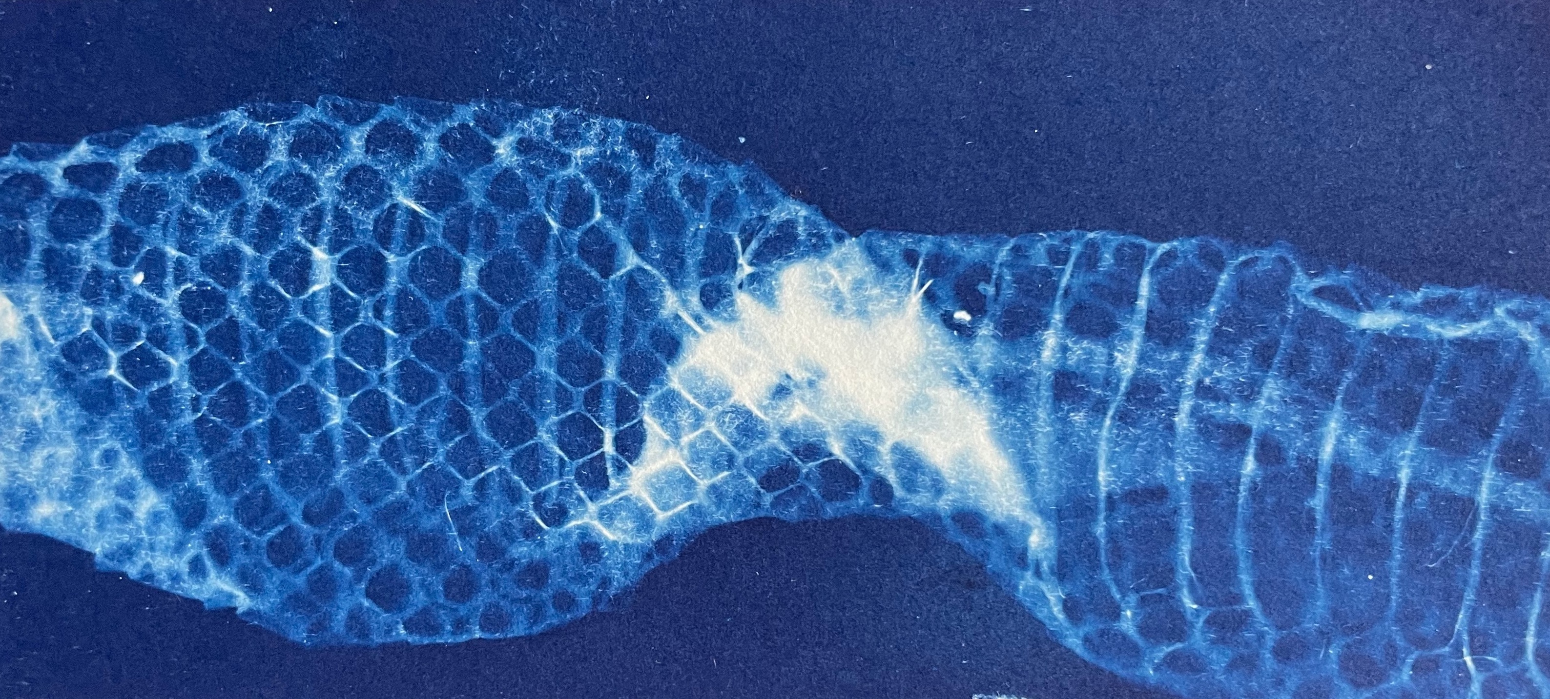 LNY cyanotype